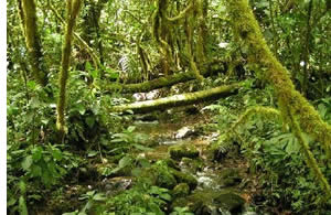The Quetzal's Trail is full of all different shades of green